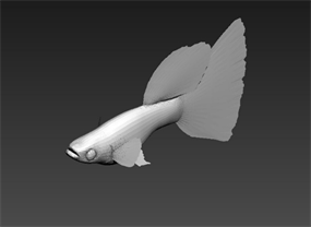 鱼模型 精细动物